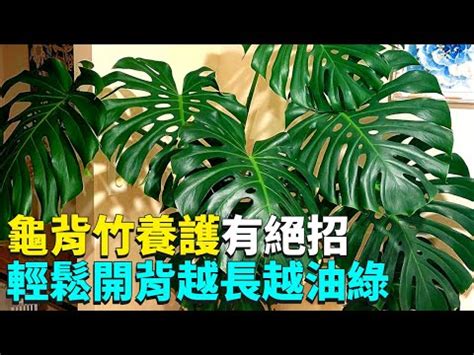 龜背芋招財|龜背芋破財？破解迷思，打造招財居家風水 